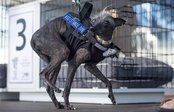 Coronan en EEUU al perro más feo del mundo Coronan en EEUU al perro más feo del mundo - Sputnik Mundo