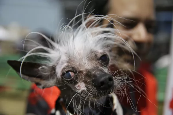 Coronan en EEUU al perro más feo del mundo Coronan en EEUU al perro más feo del mundo - Sputnik Mundo