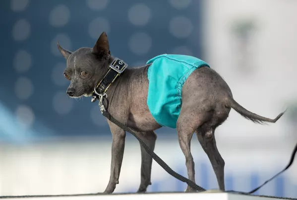 Coronan en EEUU al perro más feo del mundo Coronan en EEUU al perro más feo del mundo - Sputnik Mundo