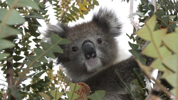 Un koala (archivo) - Sputnik Mundo