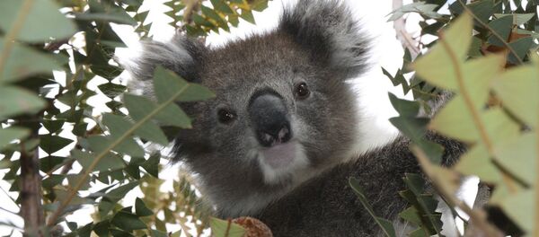 Un koala (archivo) - Sputnik Mundo