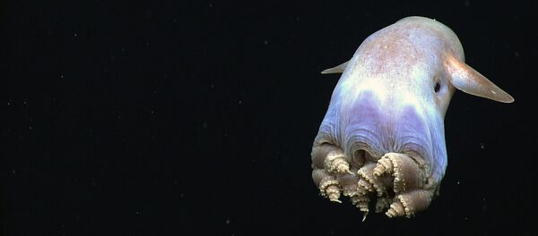 Pulpo Dumbo Pulpo Dumbo - Sputnik Mundo