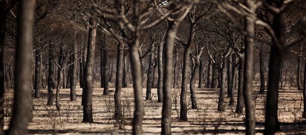 Árboles quemados (imagen referencial) Árboles quemados (imagen referencial) - Sputnik Mundo