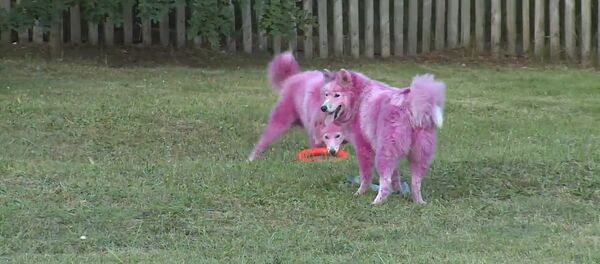 Salvan a dos perros pintados de color rosa en el sur de Rusia - Sputnik Mundo