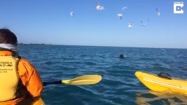 Increíble pelea a muerte entre un león marino y un pulpo gigante - Sputnik Mundo