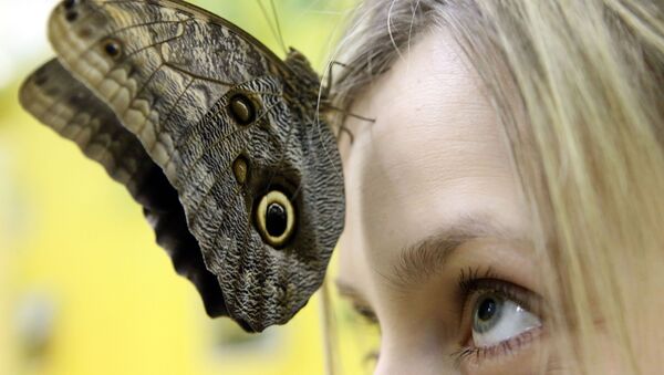 Mariposa viva en el Museo de Kaliningrado - Sputnik Mundo