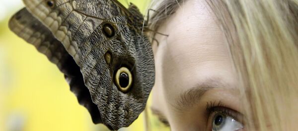 Mariposa viva en el Museo de Kaliningrado - Sputnik Mundo