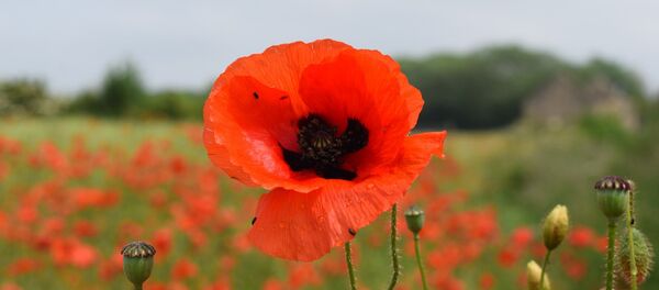 Una amapola roja - Sputnik Mundo