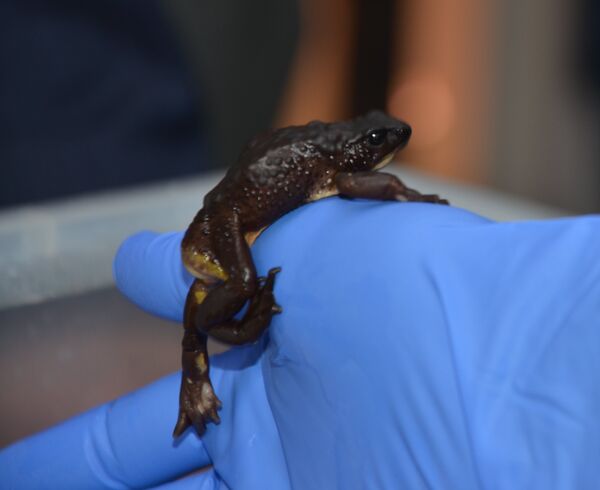 La rana jambato permaneció extinta por casi 30 años - Sputnik Mundo