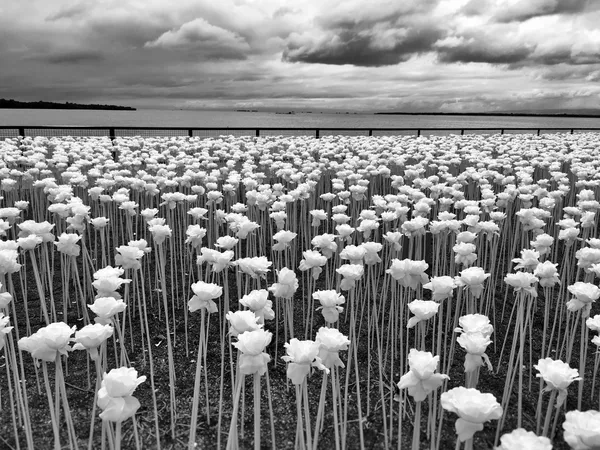 Las imágenes más espectaculares del concurso iPhone Photography Awards 2017 Las imágenes más espectaculares del concurso iPhone Photography Awards 2017 - Sputnik Mundo