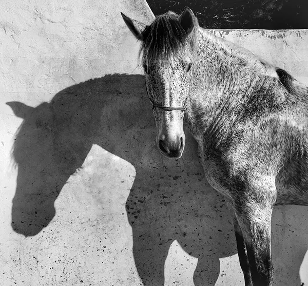 Las imágenes más espectaculares del concurso iPhone Photography Awards 2017 Las imágenes más espectaculares del concurso iPhone Photography Awards 2017 - Sputnik Mundo