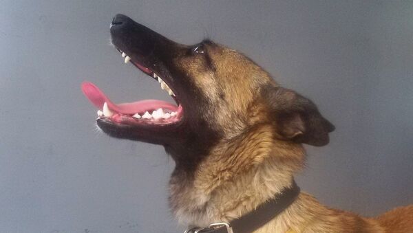 Alpa, la pastor belga malinois del Centro Humanitario Ruso-Serbio - Sputnik Mundo