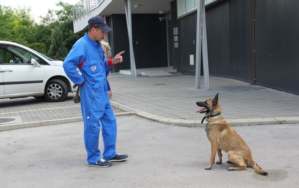 Alpa, la pastor belga malinois del Centro Humanitario Ruso-Serbio Alpa, la pastor belga malinois del Centro Humanitario Ruso-Serbio - Sputnik Mundo