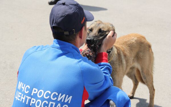Alpa, la pastor belga malinois del Centro Humanitario Ruso-Serbio Alpa, la pastor belga malinois del Centro Humanitario Ruso-Serbio - Sputnik Mundo