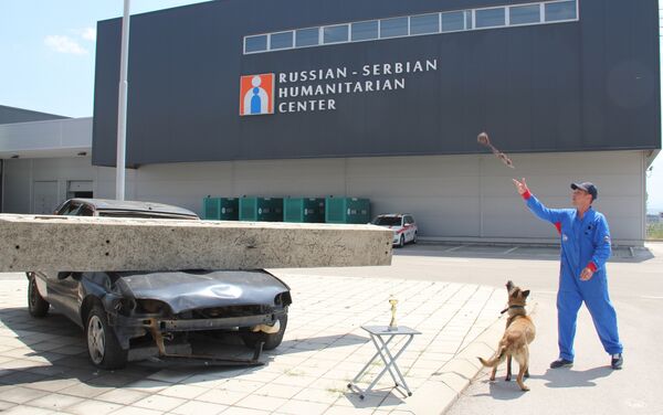 Alpa, la pastor belga malinois del Centro Humanitario Ruso-Serbio Alpa, la pastor belga malinois del Centro Humanitario Ruso-Serbio - Sputnik Mundo