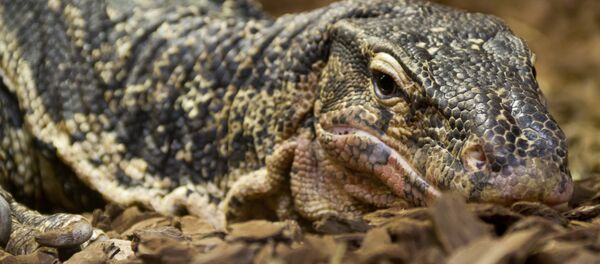 Varano - Sputnik Mundo