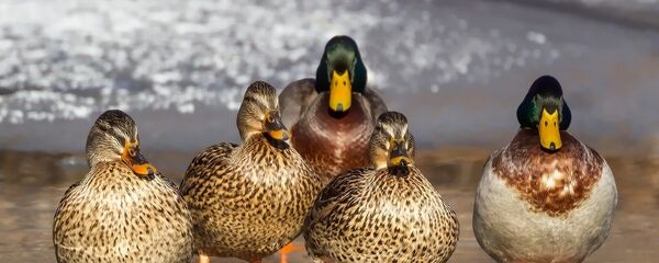 Patos - Sputnik Mundo