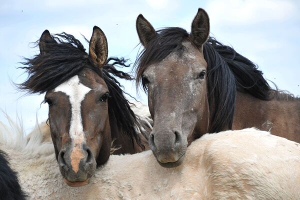 Treinta días en imágenes: los momentos inolvidables de junio Treinta días en imágenes: los momentos inolvidables de junio - Sputnik Mundo