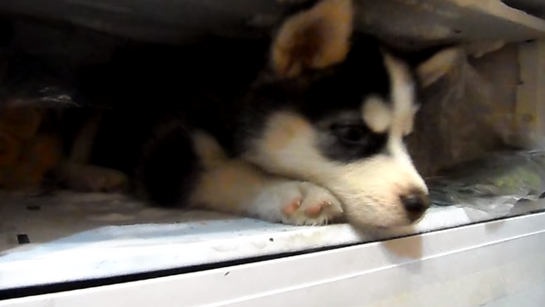 Una cachorra de husky siberiano extraña el invierno - Sputnik Mundo