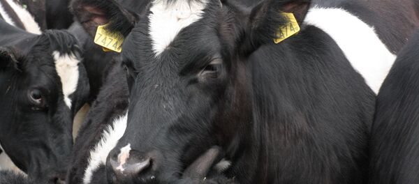 Vacas (imagen referencial) - Sputnik Mundo