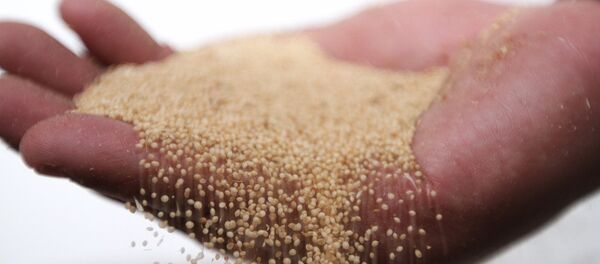 Amaranto, una semilla con gran potencial para México - Sputnik Mundo