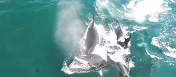 Un grupo de orcas acaba con una ballena de 12 metros en Kamchatka - Sputnik Mundo