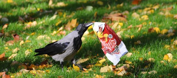 Una urraca recoje basura - Sputnik Mundo