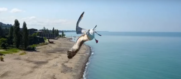 Una audaz gaviota evita colisionar con un dron gracias a una increíble maniobra - Sputnik Mundo