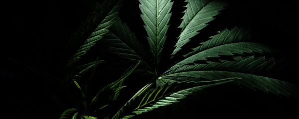 Marihuana (imagen referencial) Marihuana (imagen referencial) - Sputnik Mundo
