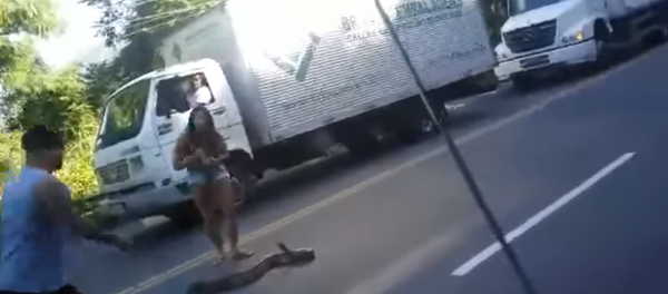 Mujer de armas tomar: una brasileña atrapa a una anaconda en una carretera de Brasil - Sputnik Mundo