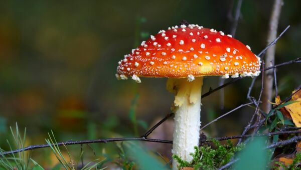 Hongos - Sputnik Mundo