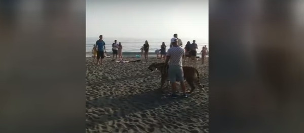 Un invitado salvaje en una playa rusa: un hombre pasea un tigre de Amur Un invitado salvaje en una playa rusa: un hombre pasea un tigre de Amur - Sputnik Mundo