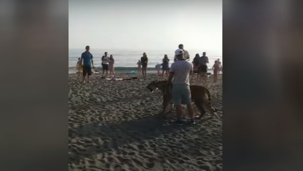 Un invitado salvaje en una playa rusa: un hombre pasea un tigre de Amur - Sputnik Mundo