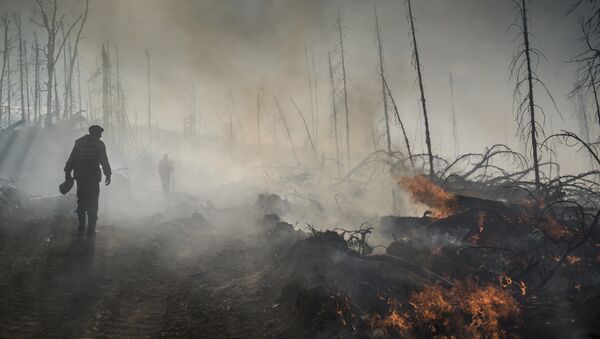 Incendios forestales en el Lejano Oriente ruso - Sputnik Mundo