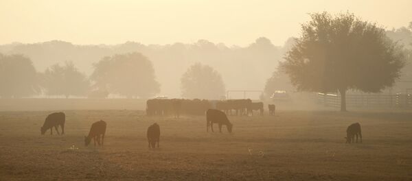 Incendios en Texas (archivo) Incendios en Texas (archivo) - Sputnik Mundo