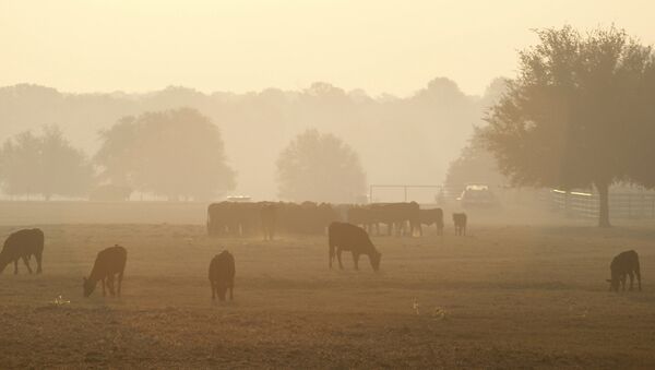 Incendios en Texas (archivo) - Sputnik Mundo