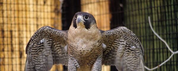 Un halcón peregrino - Sputnik Mundo