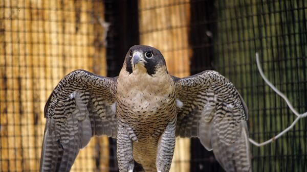 Un halcón peregrino - Sputnik Mundo