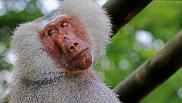 Baboon (imagen referencial) - Sputnik Mundo