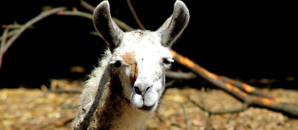 Llama - Sputnik Mundo