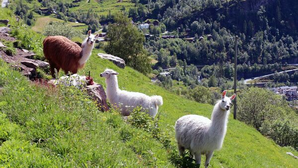 Llamas (imagen referencial) - Sputnik Mundo