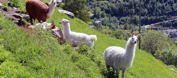 Llamas (imagen referencial) - Sputnik Mundo