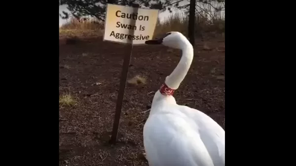 Un cisne - Sputnik Mundo