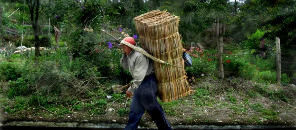 Un campesino colombiano (archivo) Un campesino colombiano (archivo) - Sputnik Mundo