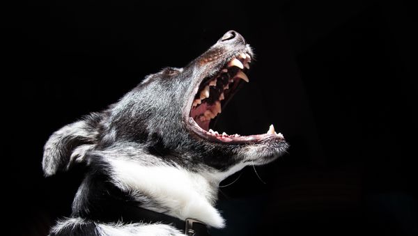 Perro enojado Perro enojado - Sputnik Mundo