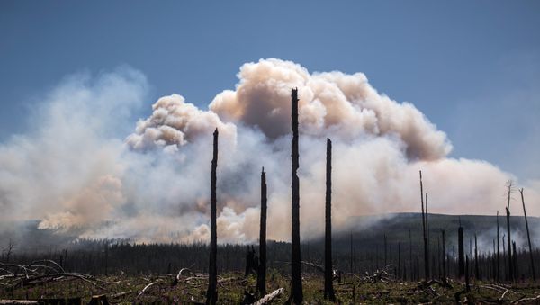 Incendios forestales en el Lejano Oriente ruso Incendios forestales en el Lejano Oriente ruso - Sputnik Mundo