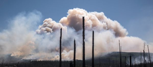 Incendios forestales en el Lejano Oriente ruso Incendios forestales en el Lejano Oriente ruso - Sputnik Mundo