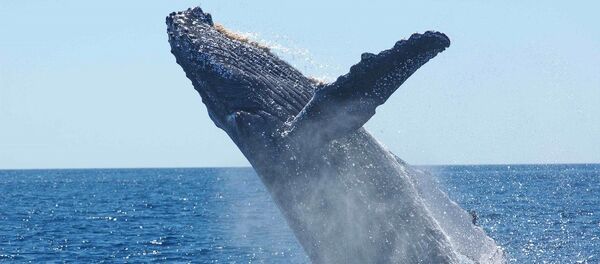 Ballena jorobada (imagen referencial) - Sputnik Mundo