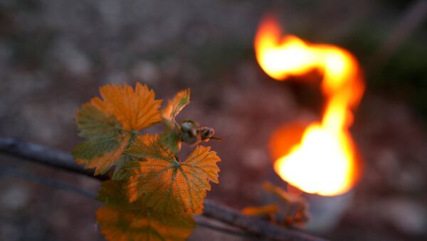 Un viñedo francés Un viñedo francés - Sputnik Mundo