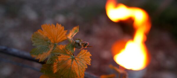 Un viñedo francés Un viñedo francés - Sputnik Mundo
